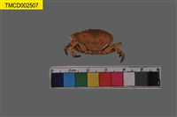 藏品(平額石扇蟹)的圖片